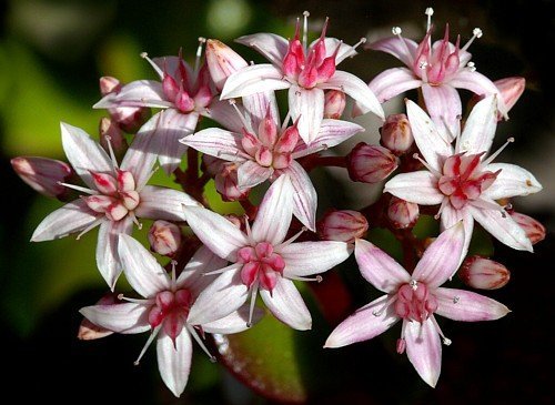 Jade Plant (Crassula Ovata) - Easy to Grow Succulent in 4 Inch Pot - Perfect for Home Decor, Office Desk & Gift Giving - Unique from JMBamboo