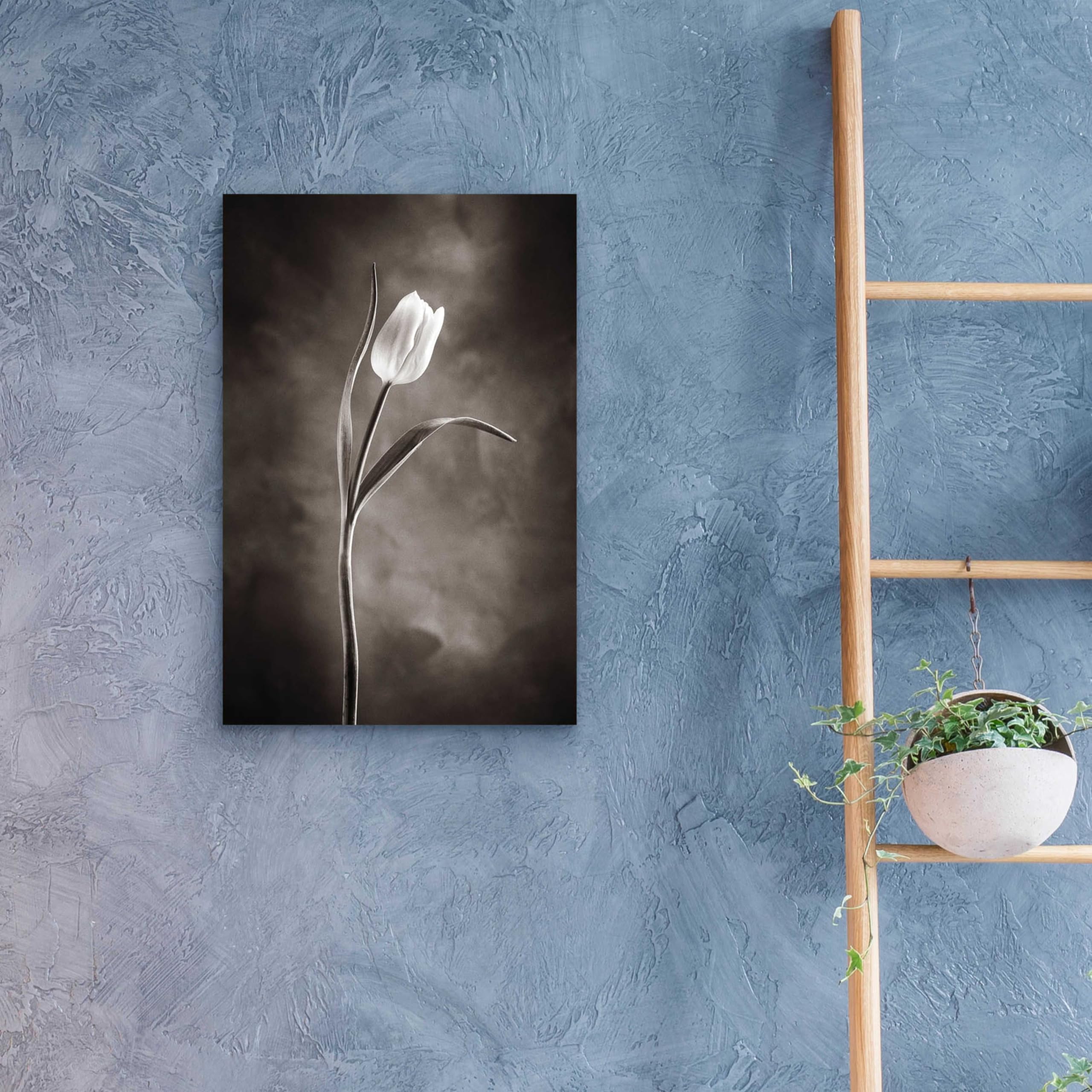 Two Tone Tulips I Acrylic Glass Wall Art by Debra Van Swearingen - 16x24 Inches Modern Floral Painting for Living Room, Bedroom & Office Decor