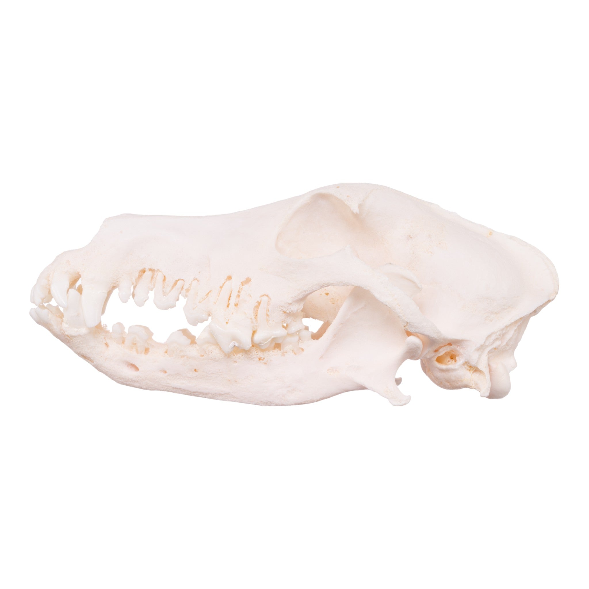Authentic Shetland Sheepdog Skull - Real Domestic Dog Skull with Periodontal Details | Veterinary Study, Animal Anatomy Display, Halloween Decor