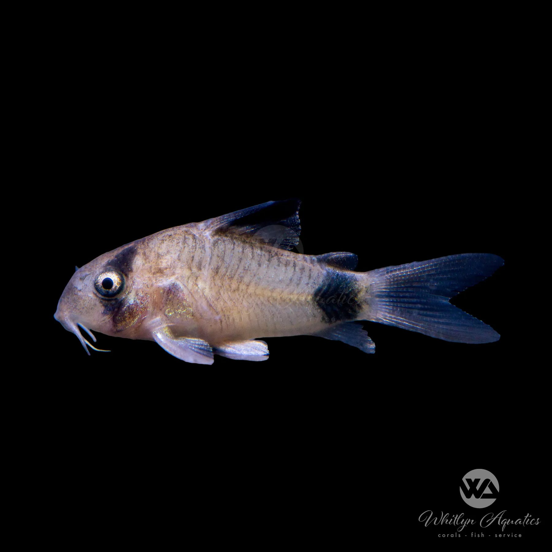 Panda Cory Catfish (Corydoras Panda) - Live Freshwater Aquarium Fish for Tropical Tanks & Community Aquariums
