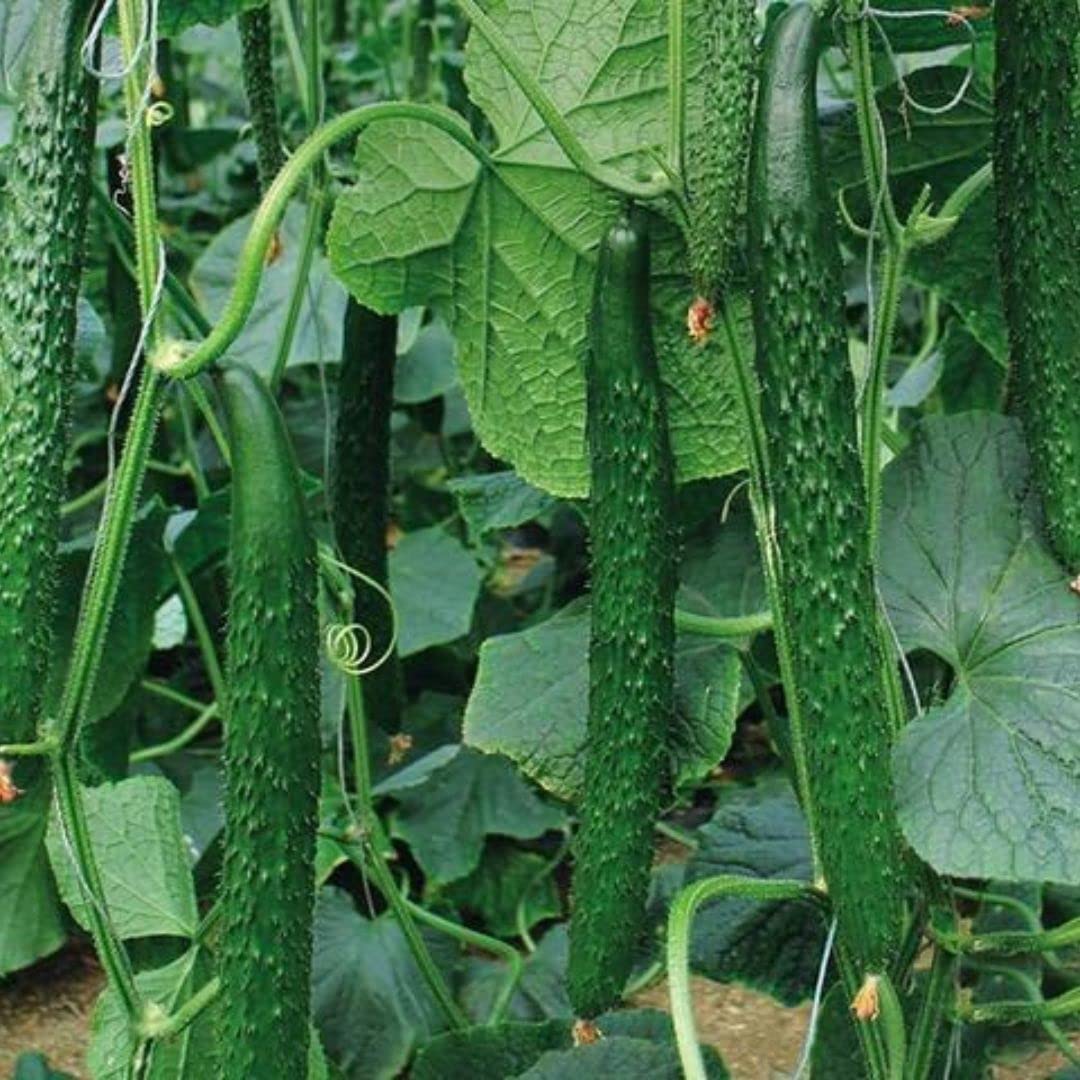 Premium Korean Cucumber Seeds for Planting - Non-GMO, 15 Seeds per Pack - Fresh Home Garden Vegetable Seeds for Salads, Pickling & Healthy Snacks