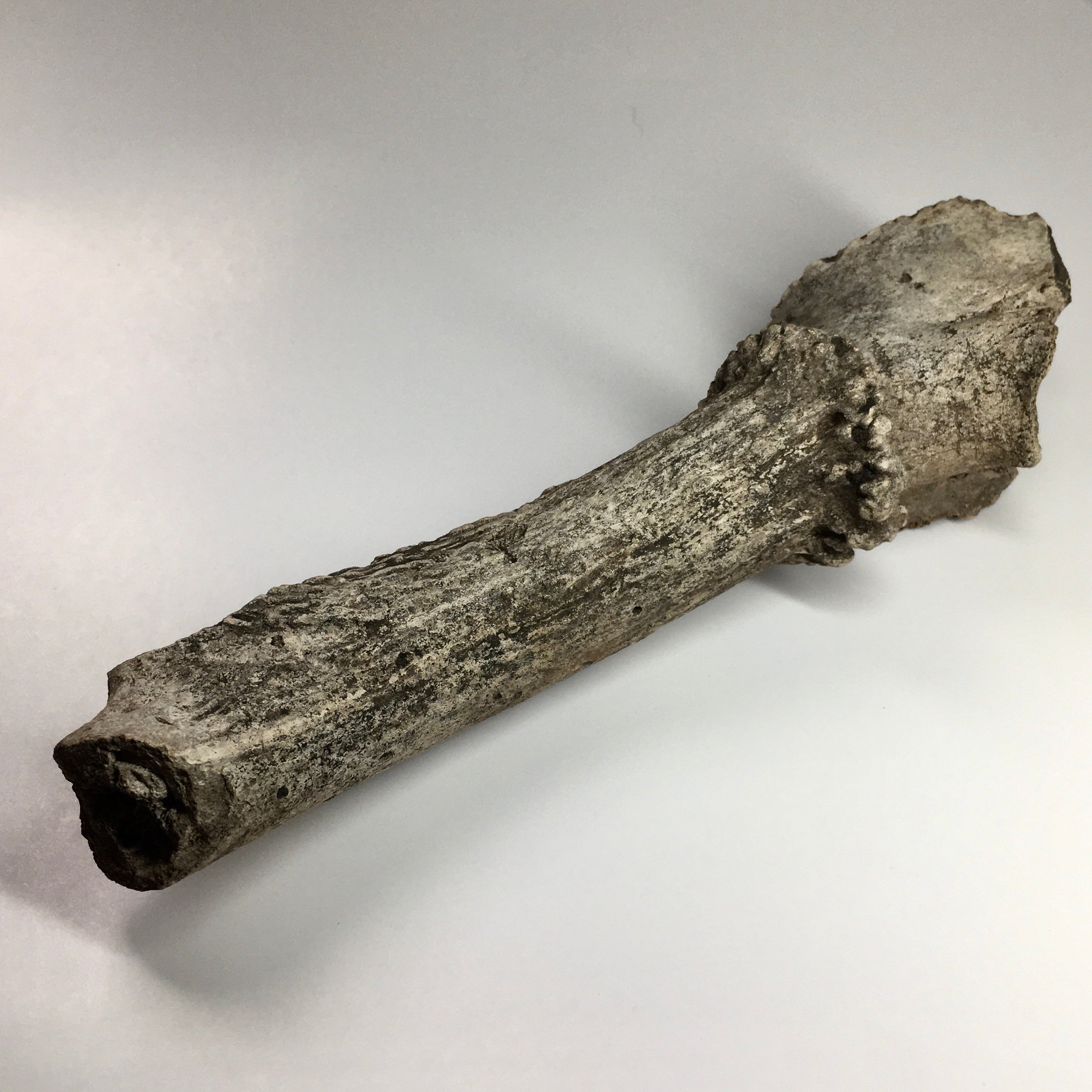 Fossilized Pleistocene Deer Antler - Authentic Ice Age Relic for Collectors, Home Decor & Educational Displays