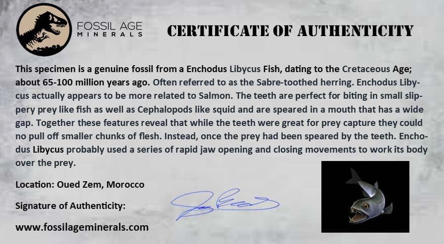 XL 2 Saber Toothed Herring Fossil Fang - Enchodus Libycus Cretaceous Era Fossil with COA & Display Stand - Perfect for Paleontology Collectors, Museum Displays & Educational Use