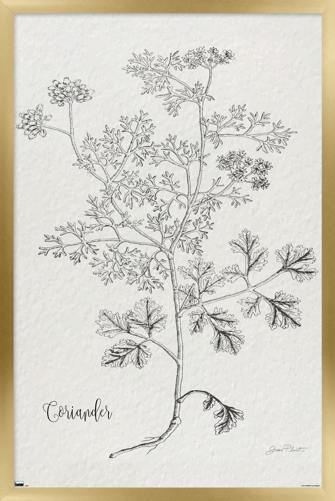 Trends International Jean Plout - Botanical Coriander Wall Art Print Poster 22.375x34 Inches, Gold Framed Home Decor for Kitchen, Dining Room or Office