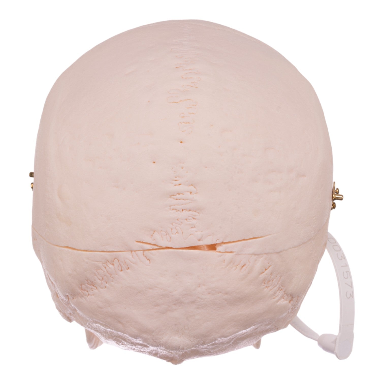 Premium Anatomical Human Skull Model - Accurate Medical & Educational Tool for Students, Doctors & Collectors - Perfect for Classroom Study, Halloween Decor & Science Labs