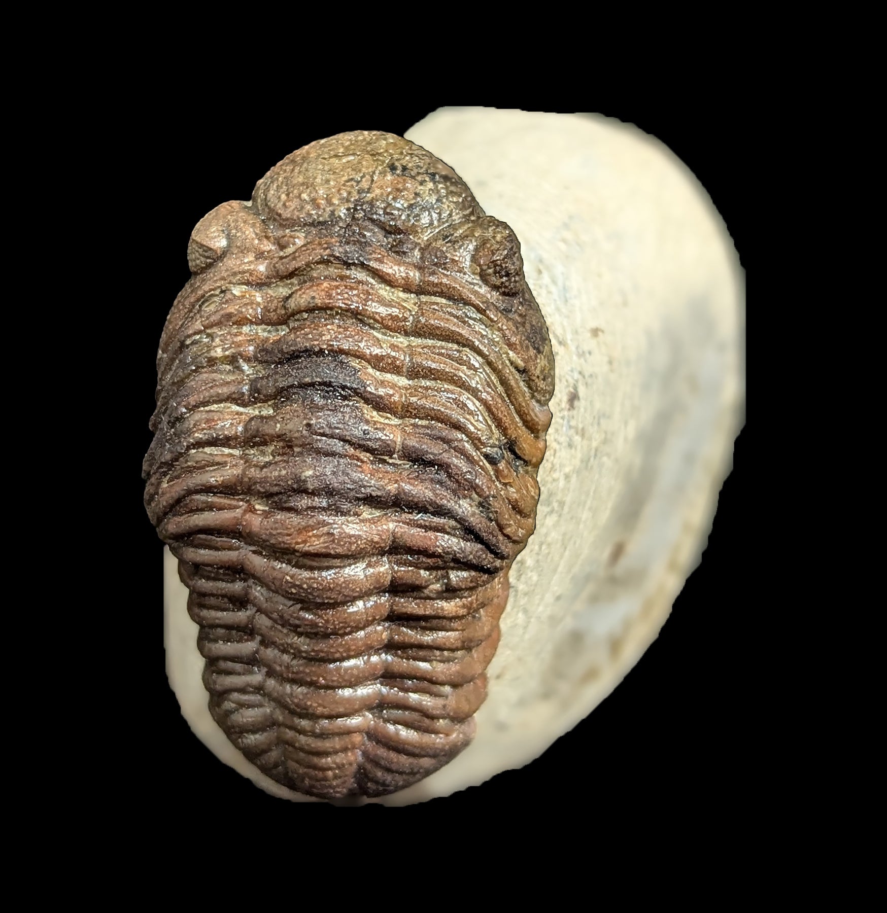 Authentic Phacops Rana Trilobite Fossil in Natural Matrix - Rare Devonian Era Specimen for Collectors, Education & Home Decor