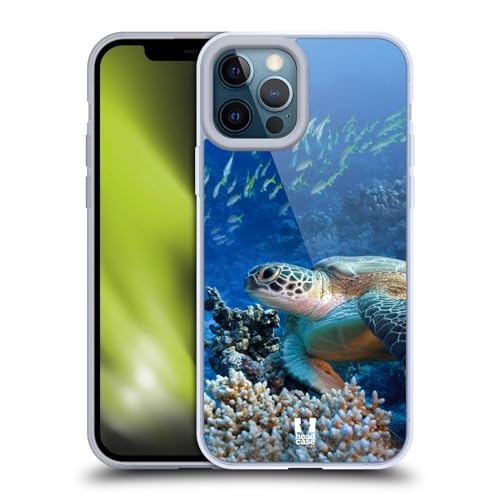 Sea Turtle Sitting On Coral Reef