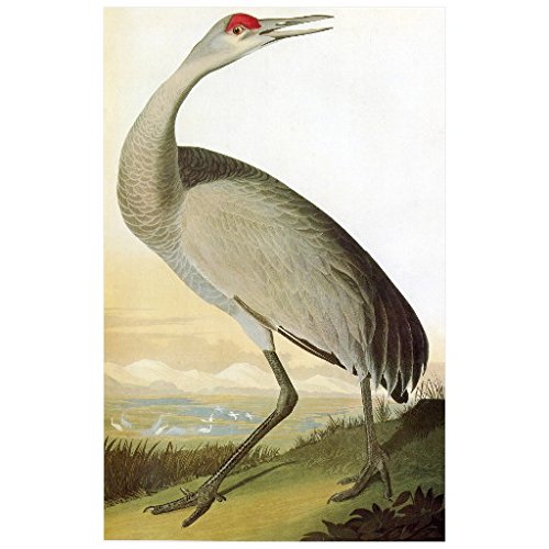 John J Audubon Whooping Crane Decorative Fridge Magnet - Birds of America Collection - Perfect for Kitchen Decor, Office Accessories & Gift Ideas