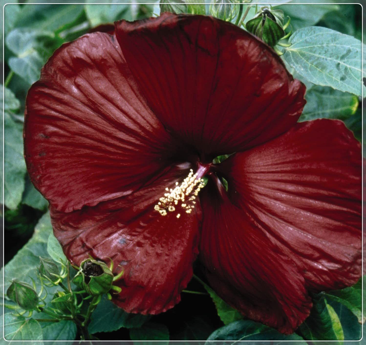 2-Pack Hardy Perennial Hibiscus Plants - Ready to Grow in Pots, Year-Round Blooming Flowers for Garden & Home Decor | Perfect Gift for Plant Lovers | Indoor & Outdoor Planting