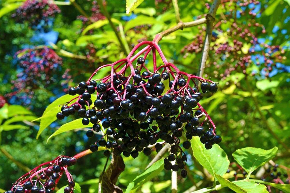 **Black Elderberry Plant Live (6-10 Inches Tall) - Organic Home Garden Planting, Immune Support & Antioxidant-Rich Berries - Perfect for Backyard Gardening, Landscaping, and DIY Herbal Remedies**