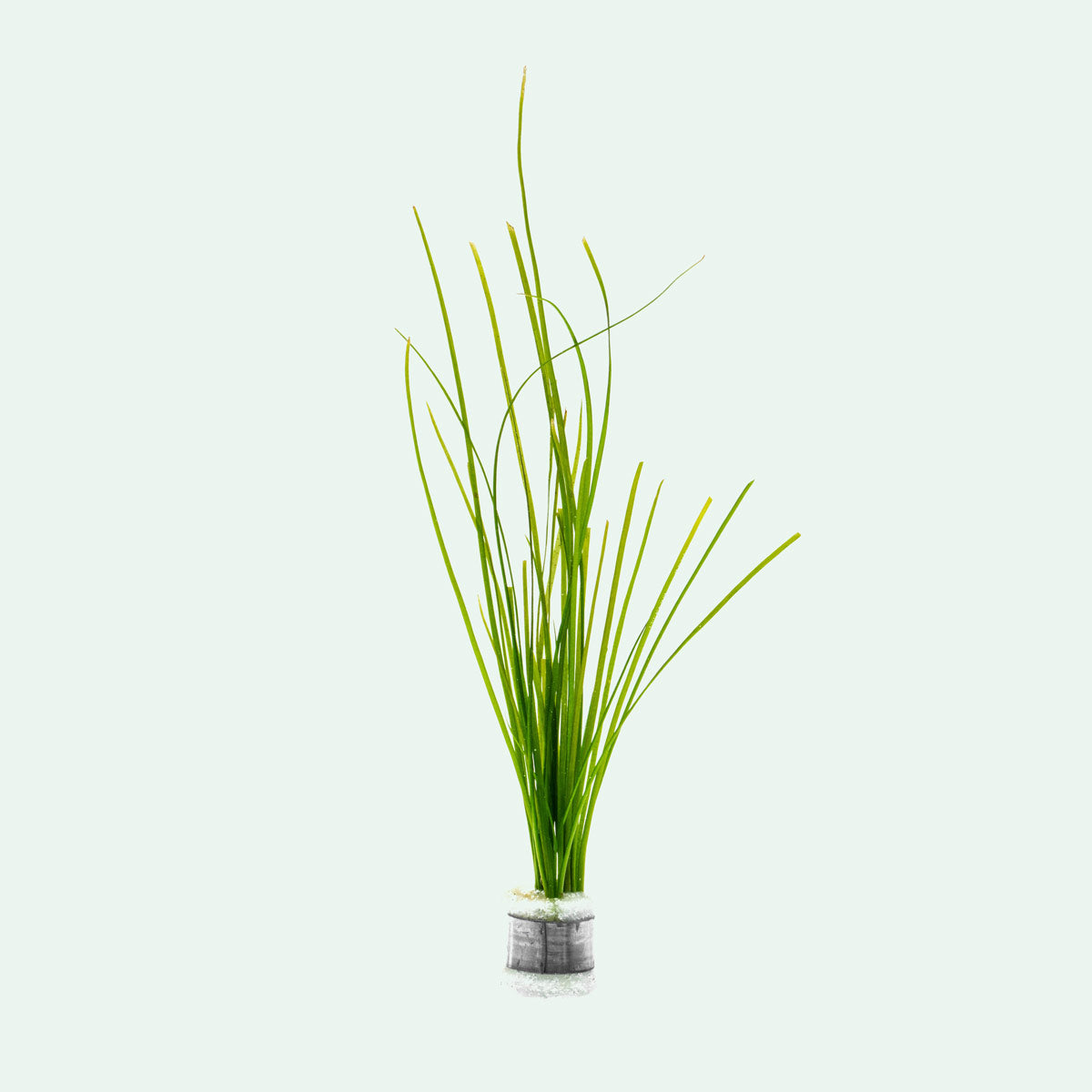 Vallisneria Nana Aquatic Plants for Freshwater Aquariums - Perfect for Fish Tanks, Aquascaping & Low-Light Aquarium Decor