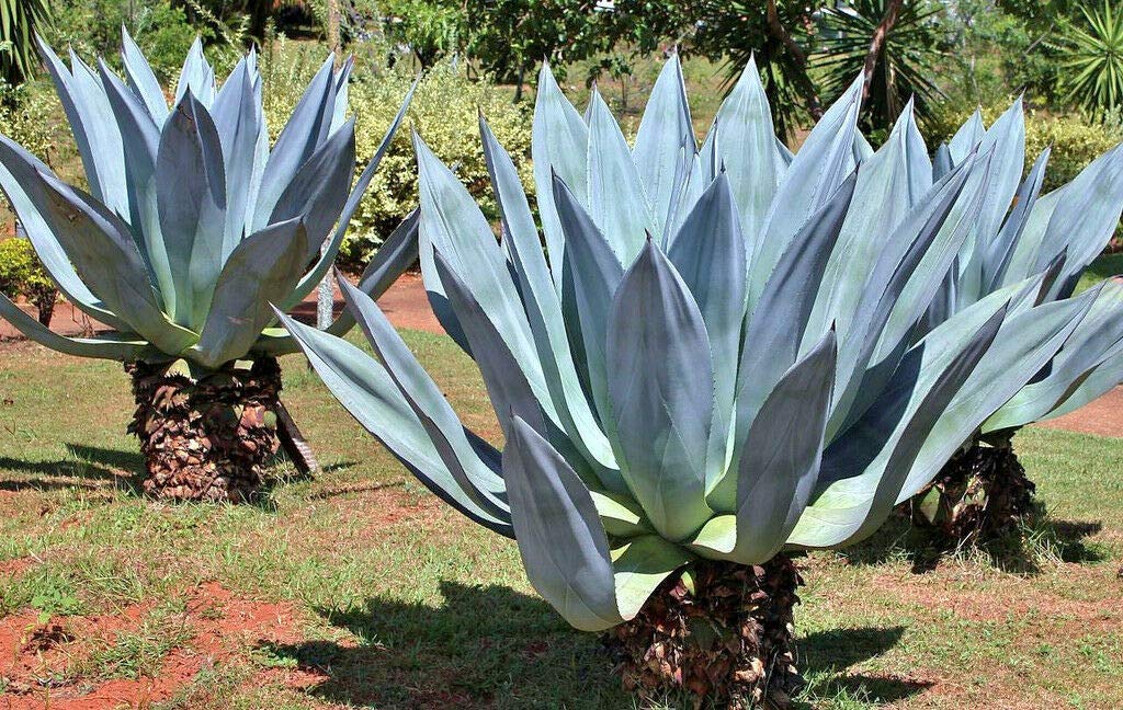 Agave Americana Century Plant Seeds - 100 Rare Succulent Seeds for Planting, Exotic Maguey Aloe Cactus - Perfect for Desert Gardens, Xeriscaping & Drought-Tolerant Landscaping