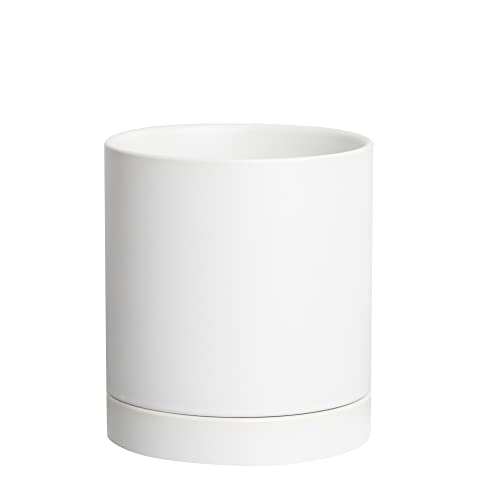 Semi-white Straight With Saucer
