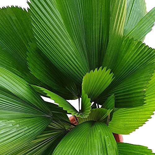 Licuala Grandis - Vanuatu Fan Palm & Ruffled Fan Palm - 5 Live Plants in 4 Inch Growers Pots - Rare Tropical Ornamental Palms for Florida Landscaping, Indoor Decor, and Exotic Gardens