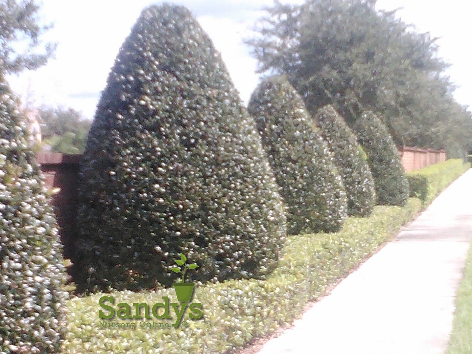 Nellie R Stevens Holly Evergreen Shrub - 3 Inch Pot (Lot of 10) - Perfect for Landscaping, Privacy Hedges & Holiday Decorations