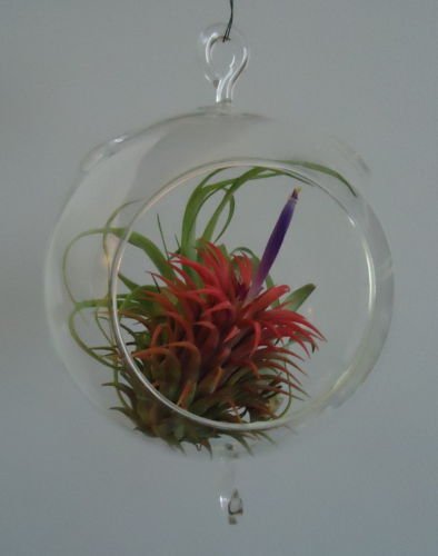 5.5 Inch Glass Plant Orb Terrarium with Double Hook - Hanging Glass Globe for Air Plants, Succulents, and Home Decor - Perfect for Indoor Gardens, Wedding Centerpieces, and Office Decorations