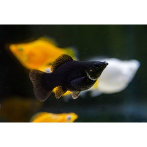 Black Balloon Molly Fish - Live Tropical Aquarium Fish for Freshwater Tanks | Perfect for Community Aquariums & Home Fish Tanks