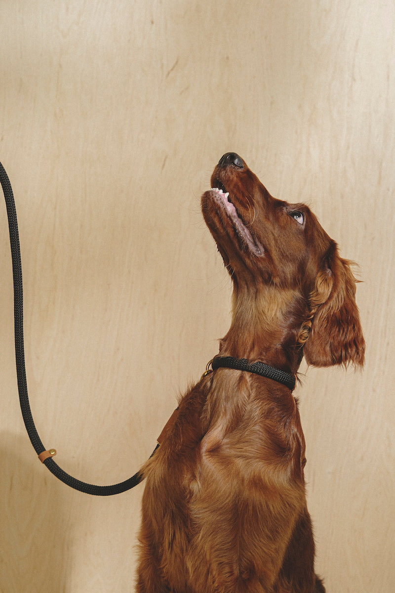 Premium Makarony Dark Rope Dog Leash and Ginger Collar Set - Durable Walking Kit for Small to Medium Dogs | Perfect for Daily Walks, Training, and Outdoor Adventures