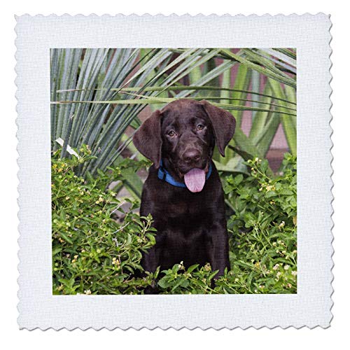 Chocolate Labrador Puppy in a Garden Setting, Pr