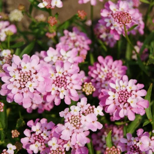 Eden Brothers Candytuft Seeds - Rose Cardinal | Perennial Flower Seeds for Gardens, Borders & Landscaping | Attracts Pollinators & Adds Vibrant Color