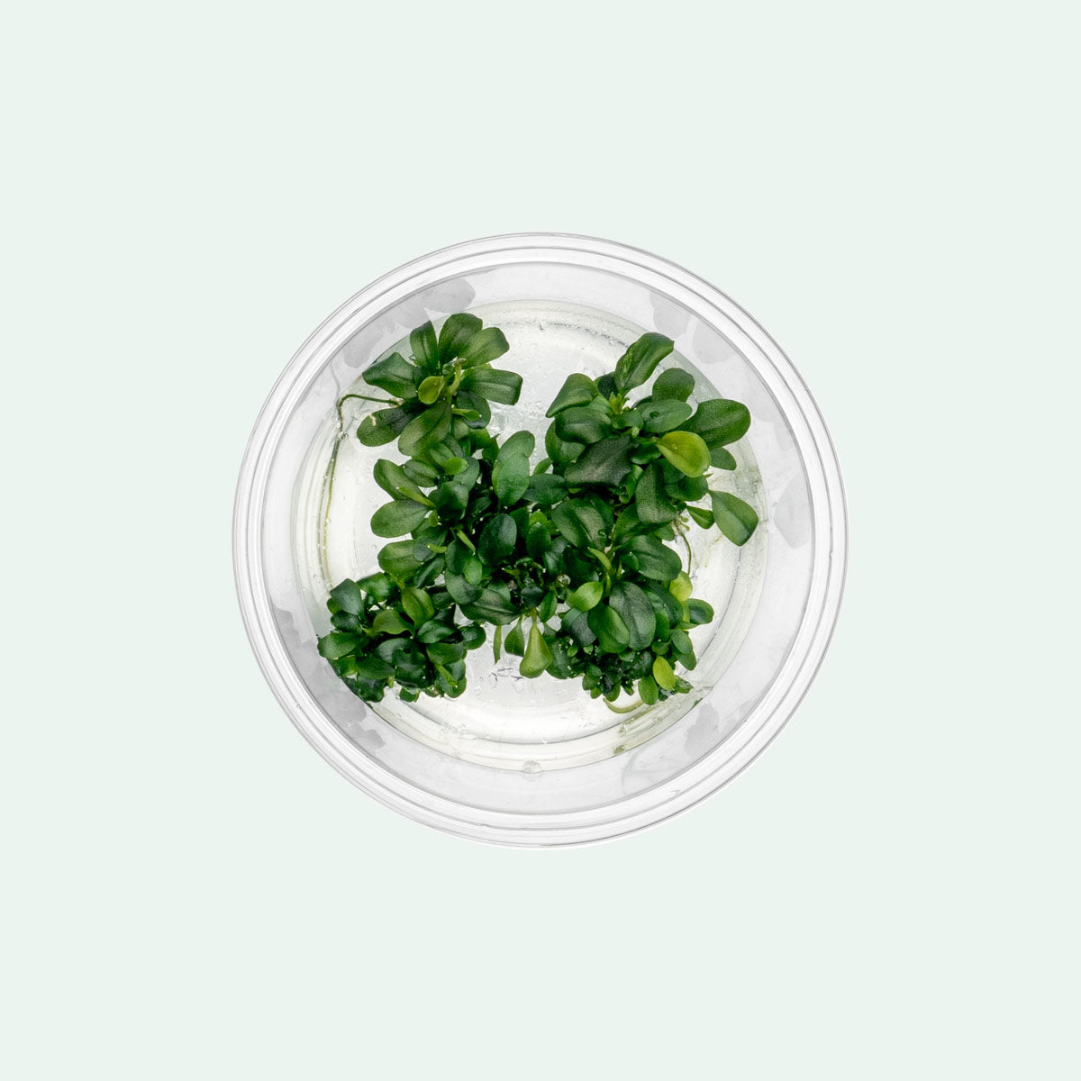 Bucephalandra Sintang Green Tissue Culture - Live Aquatic Plant for Aquarium, Terrarium & Paludarium | Easy Care Freshwater Plant for Fish Tanks, Shrimp Tanks & Aquatic Landscaping