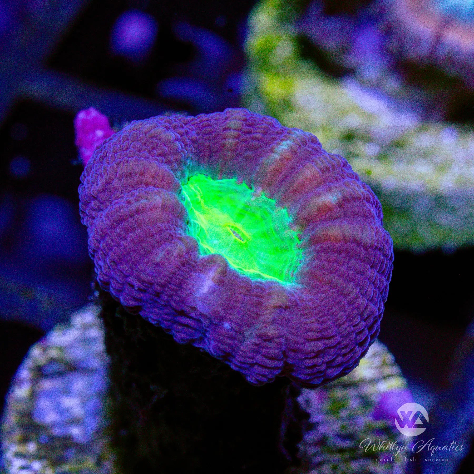 B31 Purple & Green Trumpet Coral - Premium Live Coral for Saltwater Aquariums | Perfect for Reef Tanks & Marine Displays