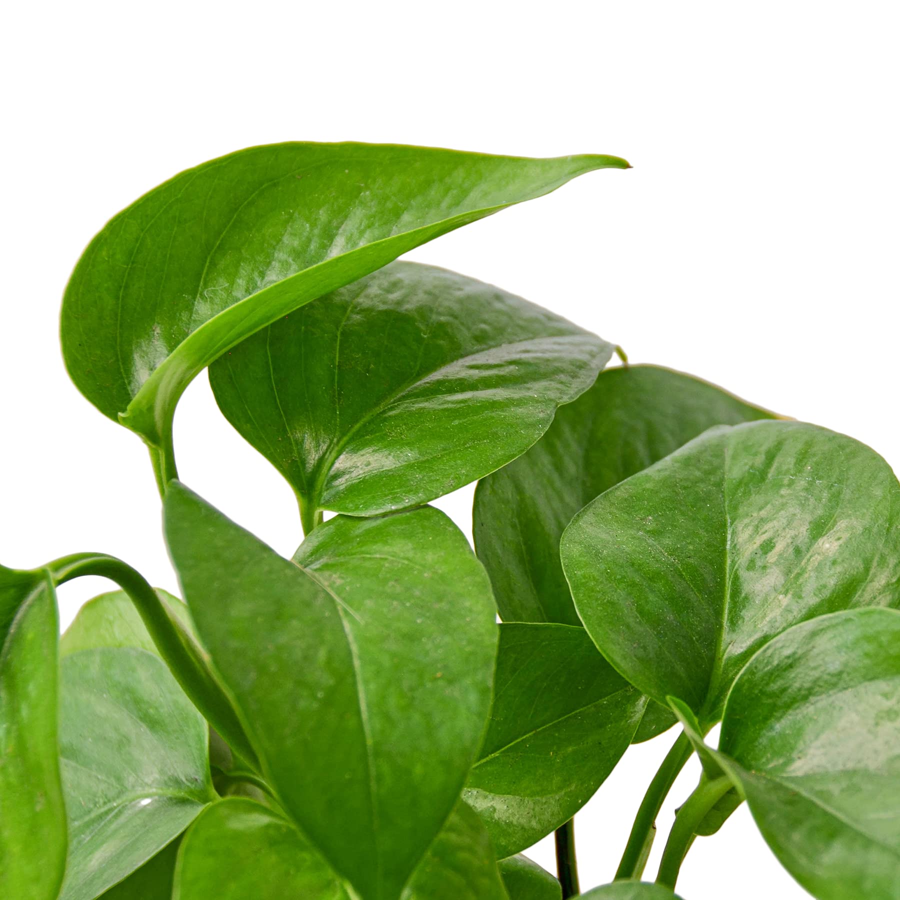 Pothos 'Green' Live Indoor Plant - 4