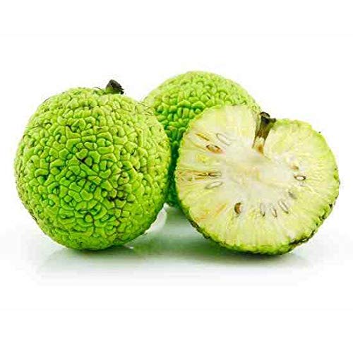 Osage Orange Seeds (10) - Hedge Apple Tree (Maclura Pomifera) Monkey Balls for Natural Fencing & Landscaping | DIY Hedge Planting & Wildlife Habitat Creation