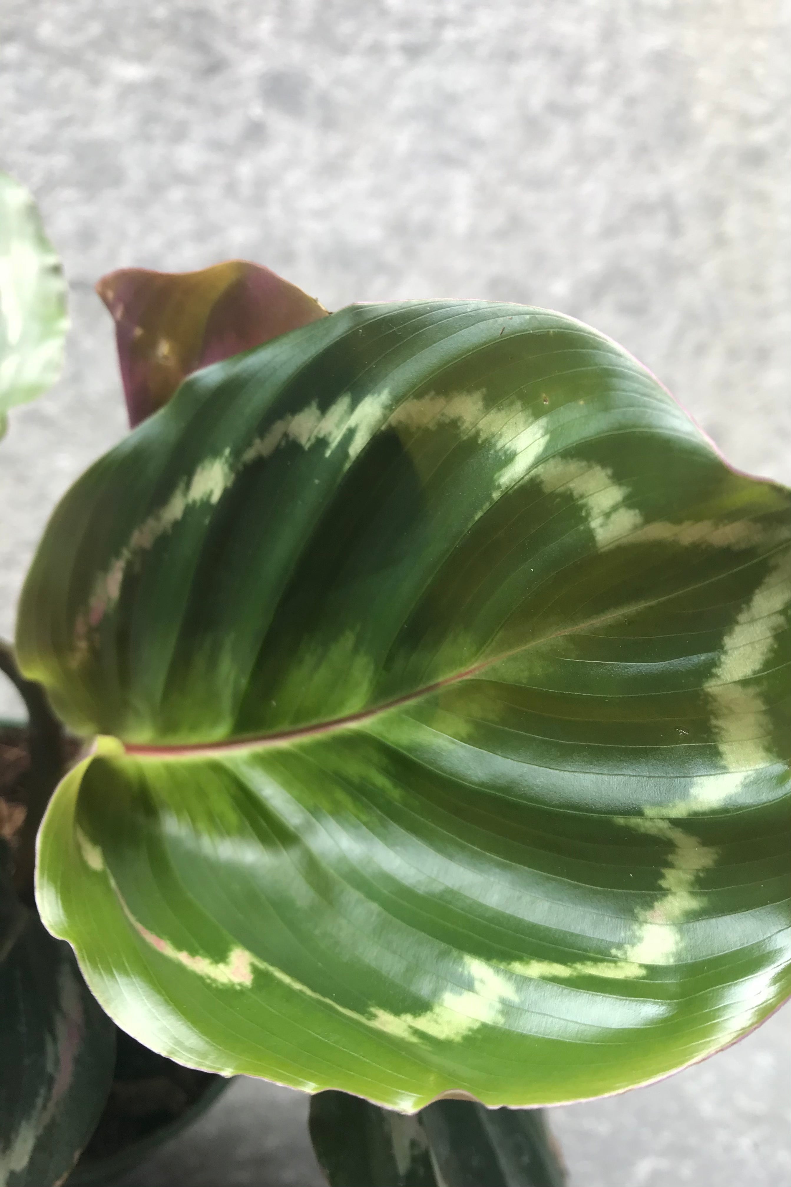 Calathea 'Medallion' Prayer Plant - 4 Inch Live Indoor Houseplant for Home & Office Decor | Perfect for Low Light Spaces, Air Purifying, and Gift Giving