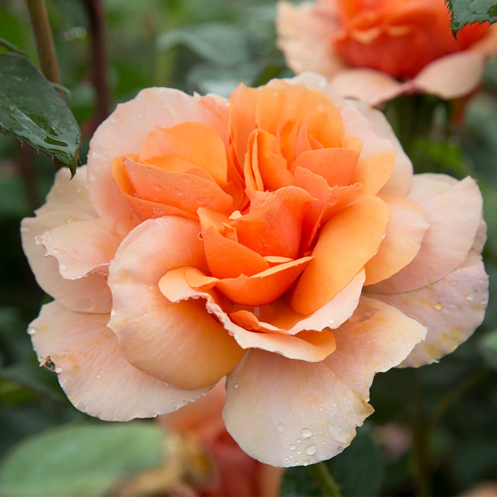 Sunbelt® Soul Sister™ Floribunda Rose Bush - Live Heirloom Roses for Outdoor Planting | Perfect for Gardens, Landscaping & Gifting