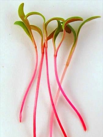 Ruby Red Swiss Chard Seeds 4oz - Non-GMO Vegetable Garden & Microgreens Seeds for Indoor/Outdoor Planting - Perfect for Home Gardens, Urban Farming & Healthy Salads