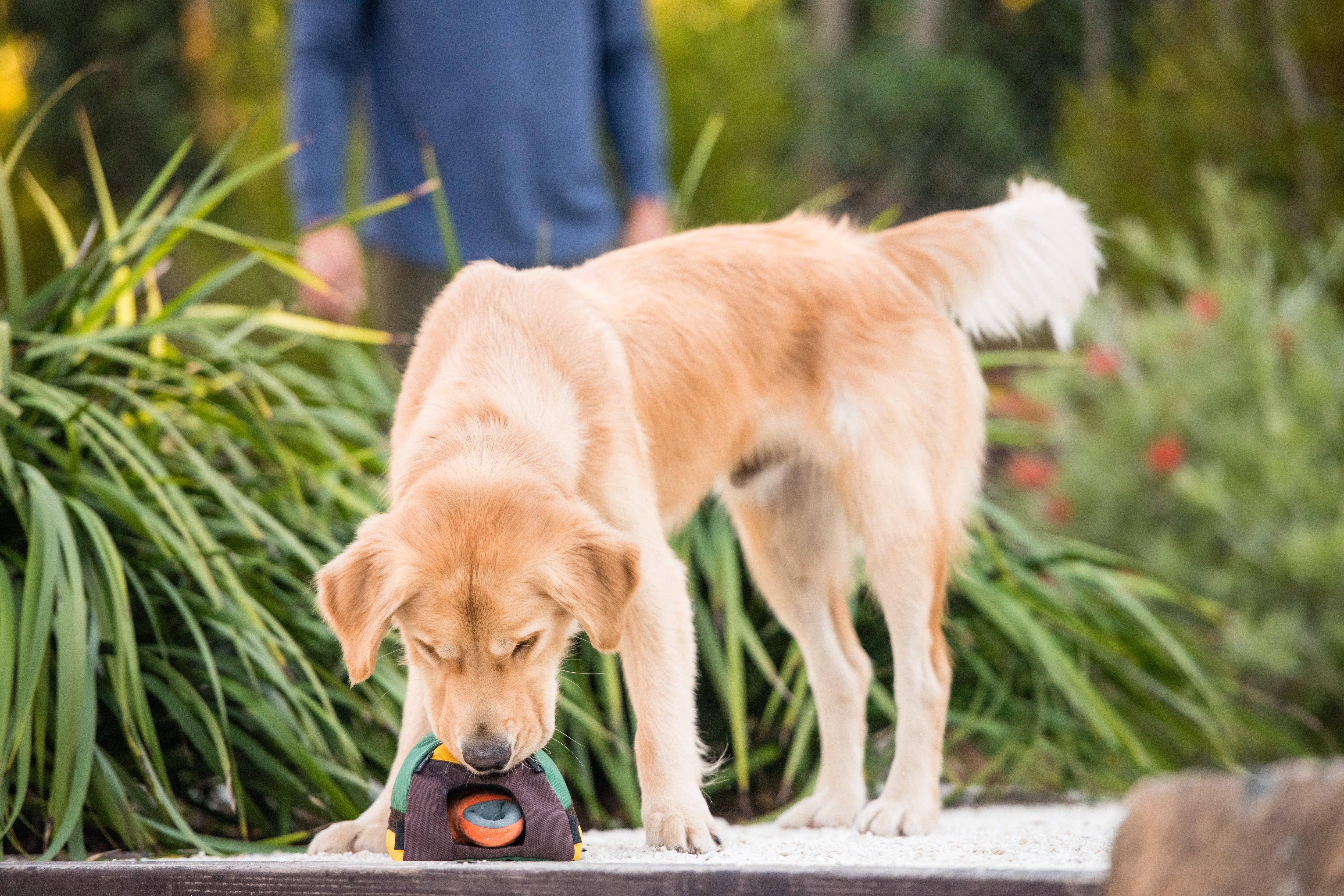 Camp Corbin™ Dog Plush Toy - Soft & Durable Chew Toy for Small & Medium Dogs | Perfect for Indoor Play, Outdoor Camping & Travel Adventures