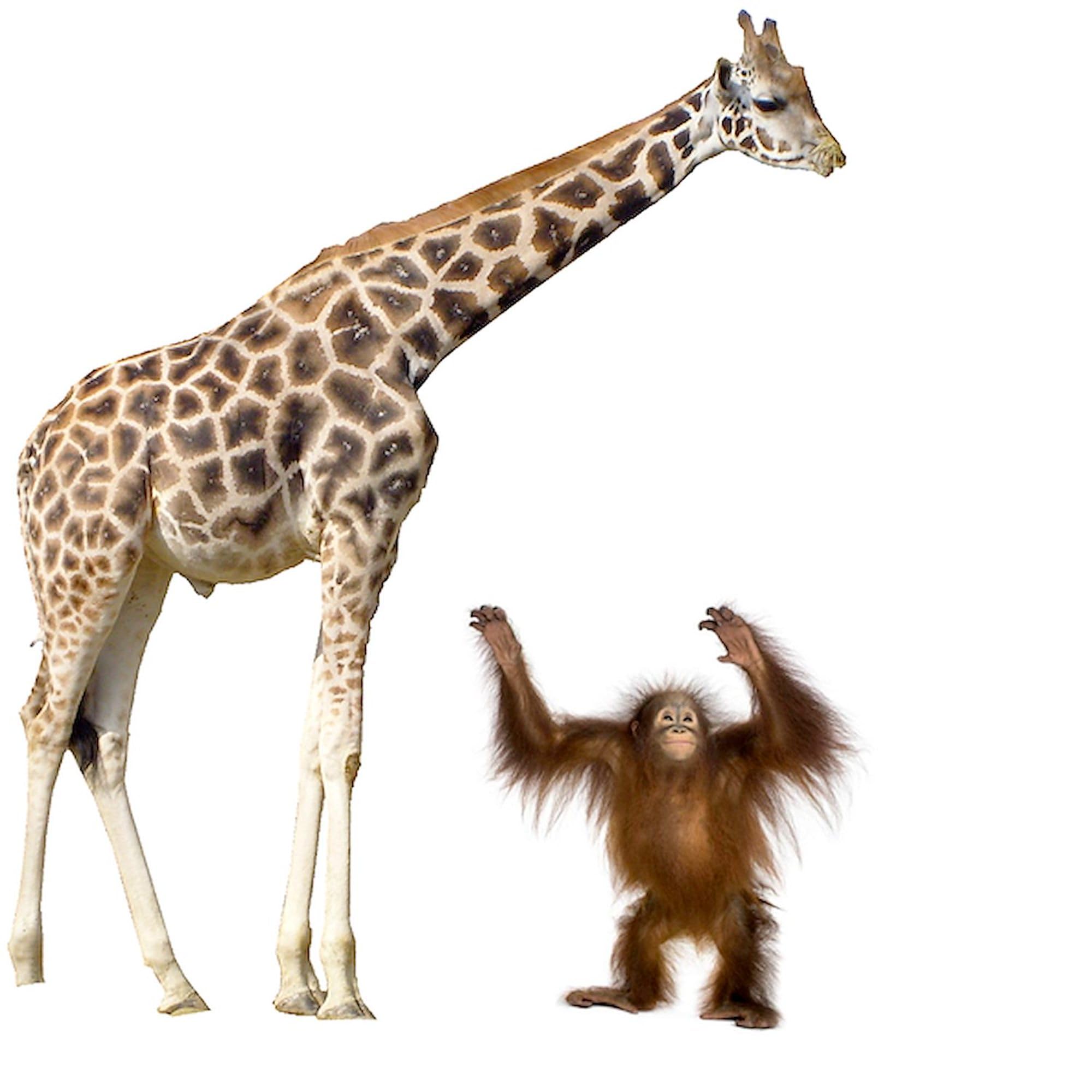Eco-Friendly Giraffe & Orangutan Print Canvas Tote Bag - Reusable Natural Cotton Shopping Bag for Groceries, Beach & Daily Use