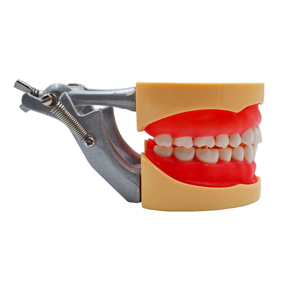 32-Piece Soft Gum Standard Teeth Jaw Model for Dental Science Education - Perfect for Teaching, Learning & Dental Practice Demonstrations