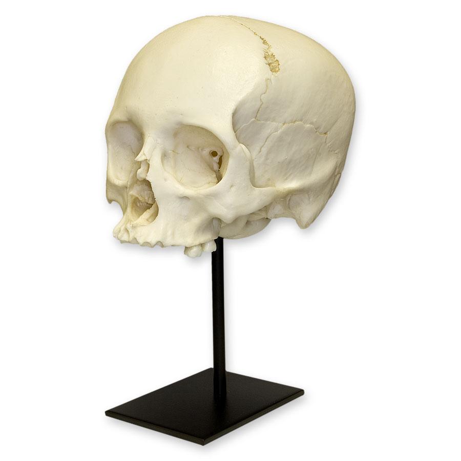 Authentic Replica Human Skull Model for Medical Study & Halloween Decor - Perfect for Anatomy Education, Halloween Props, and Horror Displays