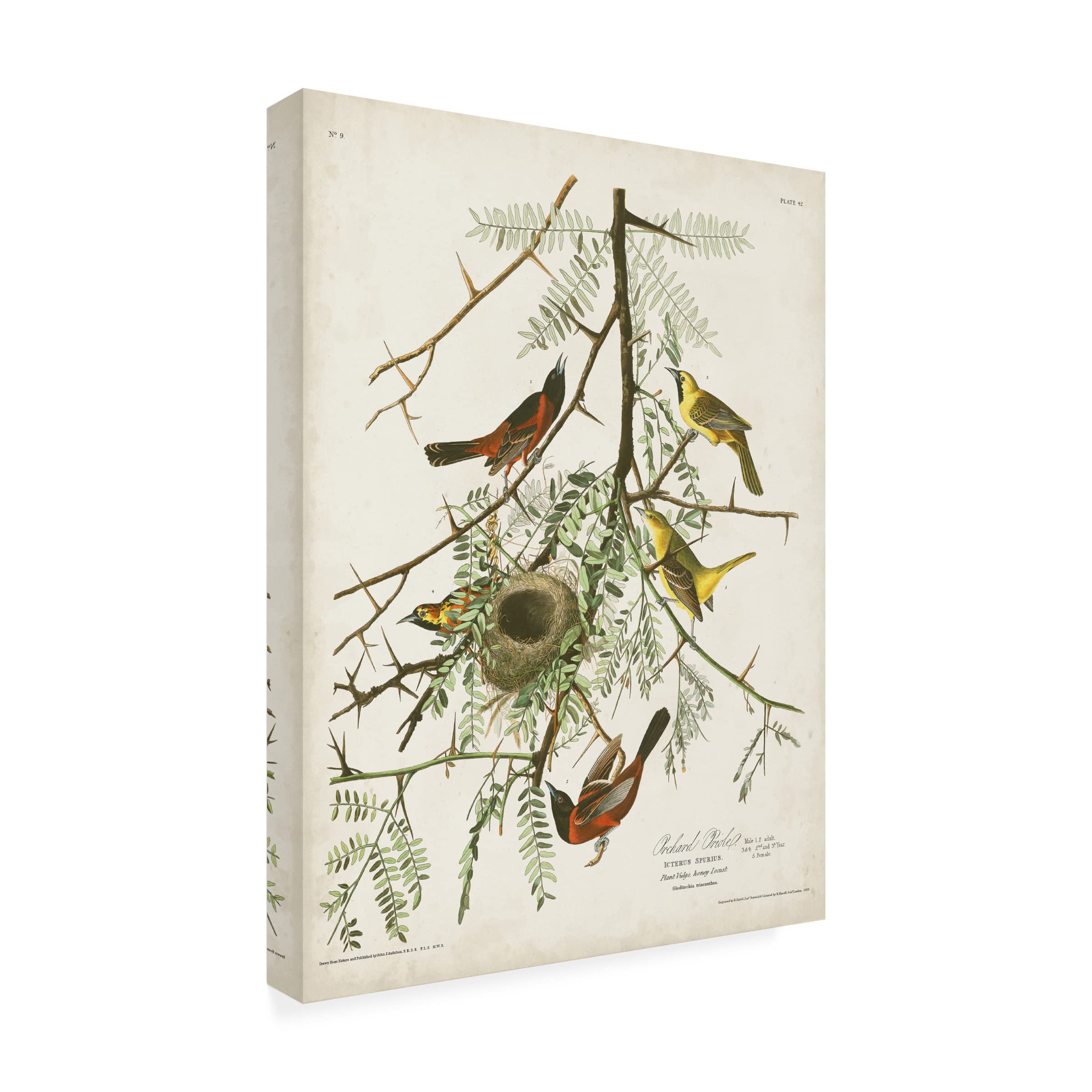 John James Audubon 'Orchard Oriole' Fine Art Canvas Print - 35x47 Inch Wall Decor for Living Room, Bedroom & Office