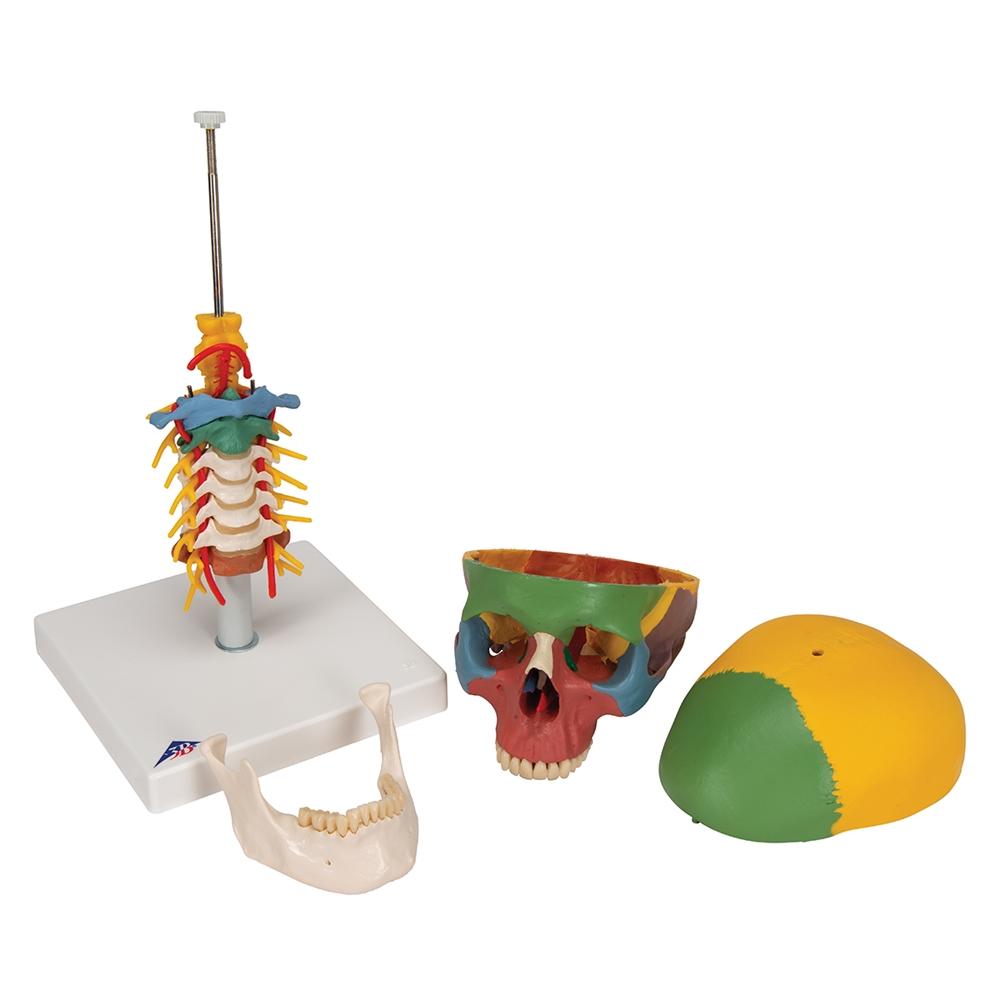 4-Part Didactic Skull Model with Cervical Spine - Human Anatomy Educational Tool for Medical Students & Dentists - Perfect for Classroom Study & Clinical Training
