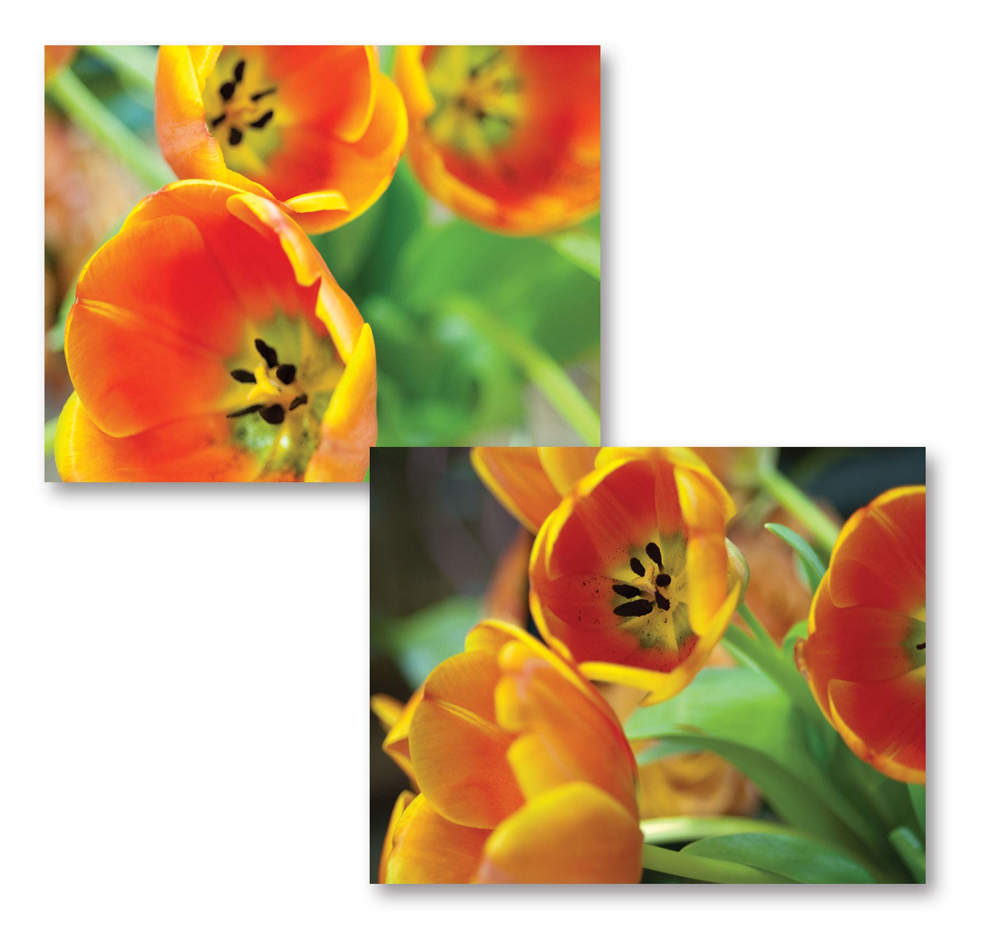 Orange Tulips Floral Photograph Print - Set of Two 14x11 Poster Prints for Home & Office Decor | Beautiful Blooming Tulips Wall Art