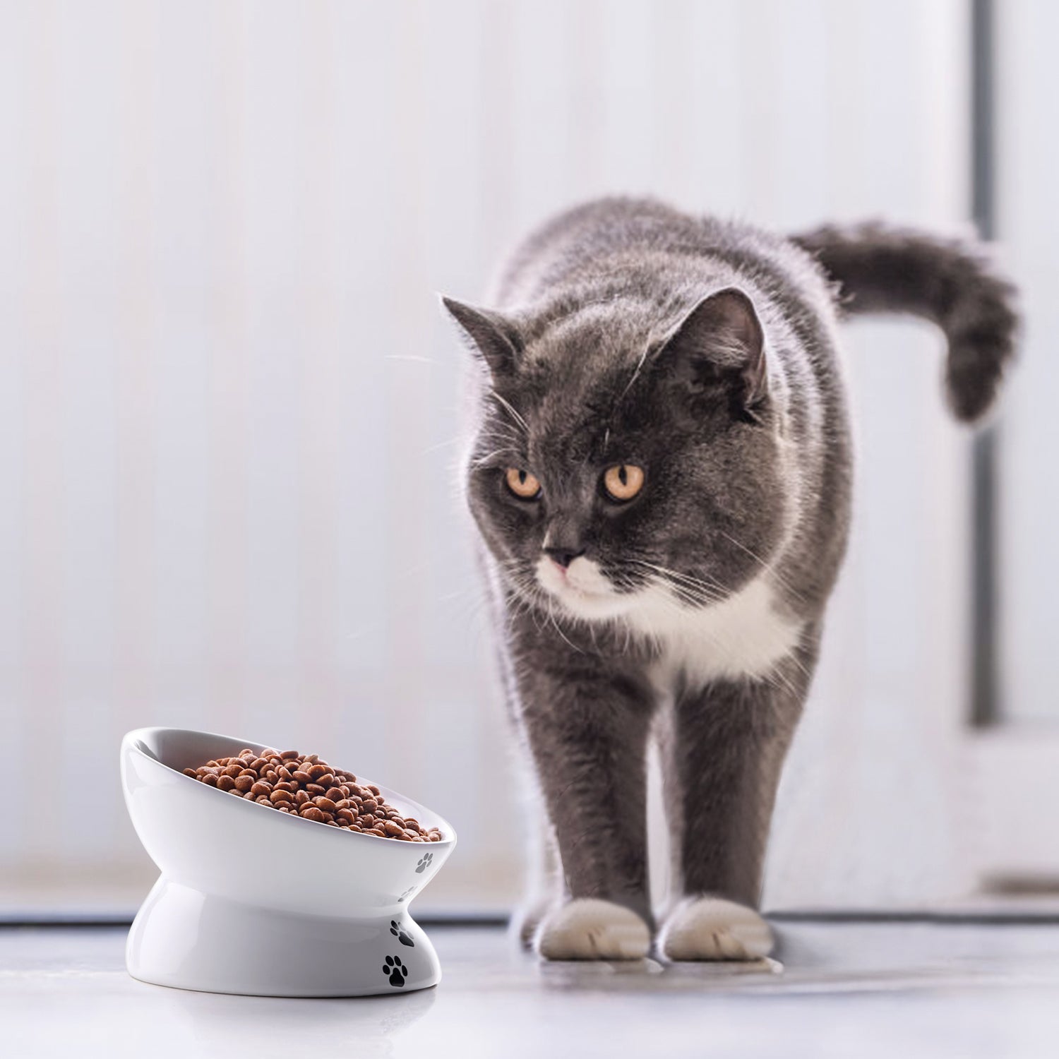 Premium Cat Food Bowls Set of 5 - Stainless Steel Elevated Pet Dishes with Non-Slip Base for Healthy Eating - Perfect for Kittens & Adult Cats at Home or Travel
