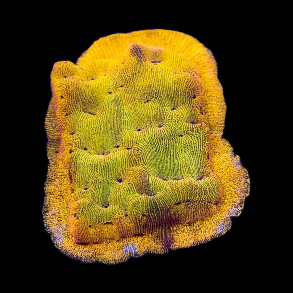 24K Gold Leptoseris Coral for Saltwater Aquariums - Rare & Vibrant Marine Coral for Reef Tanks, Nano Tanks, and Coral Frag Racks