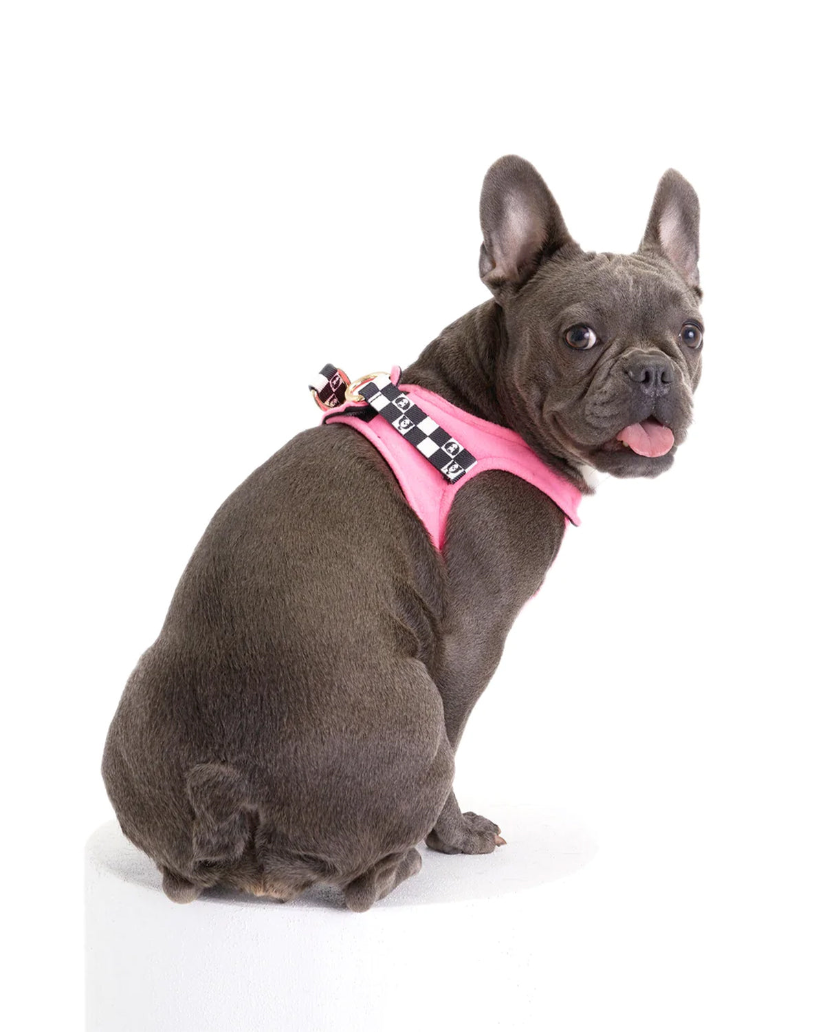Bonbon Dog Harness - Adjustable & Reflective Pet Vest for Small Medium Large Dogs - Perfect for Walking, Hiking & Outdoor Adventures