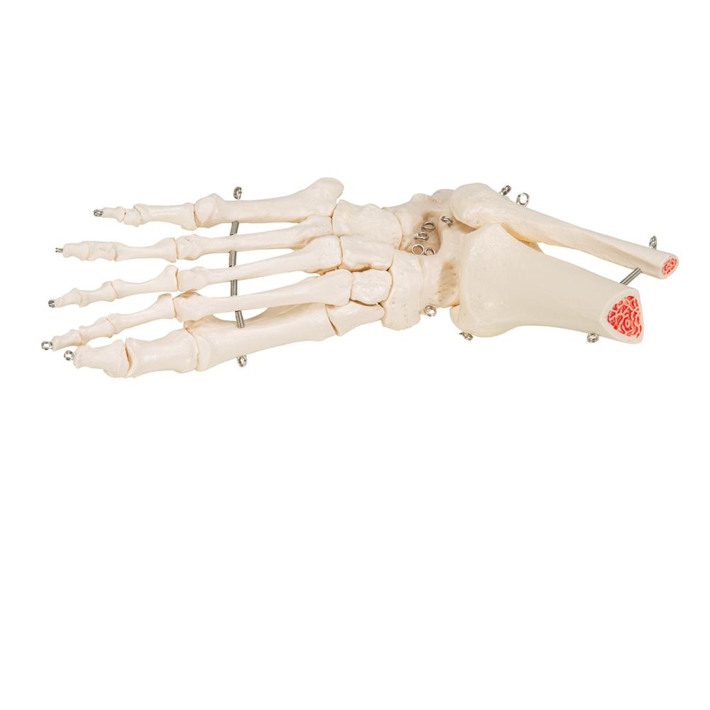 Human Foot and Ankle Skeleton Model - Anatomical Study Tool for Medical Students, Doctors & Physical Therapists - Perfect for Classroom, Clinic & Home Study