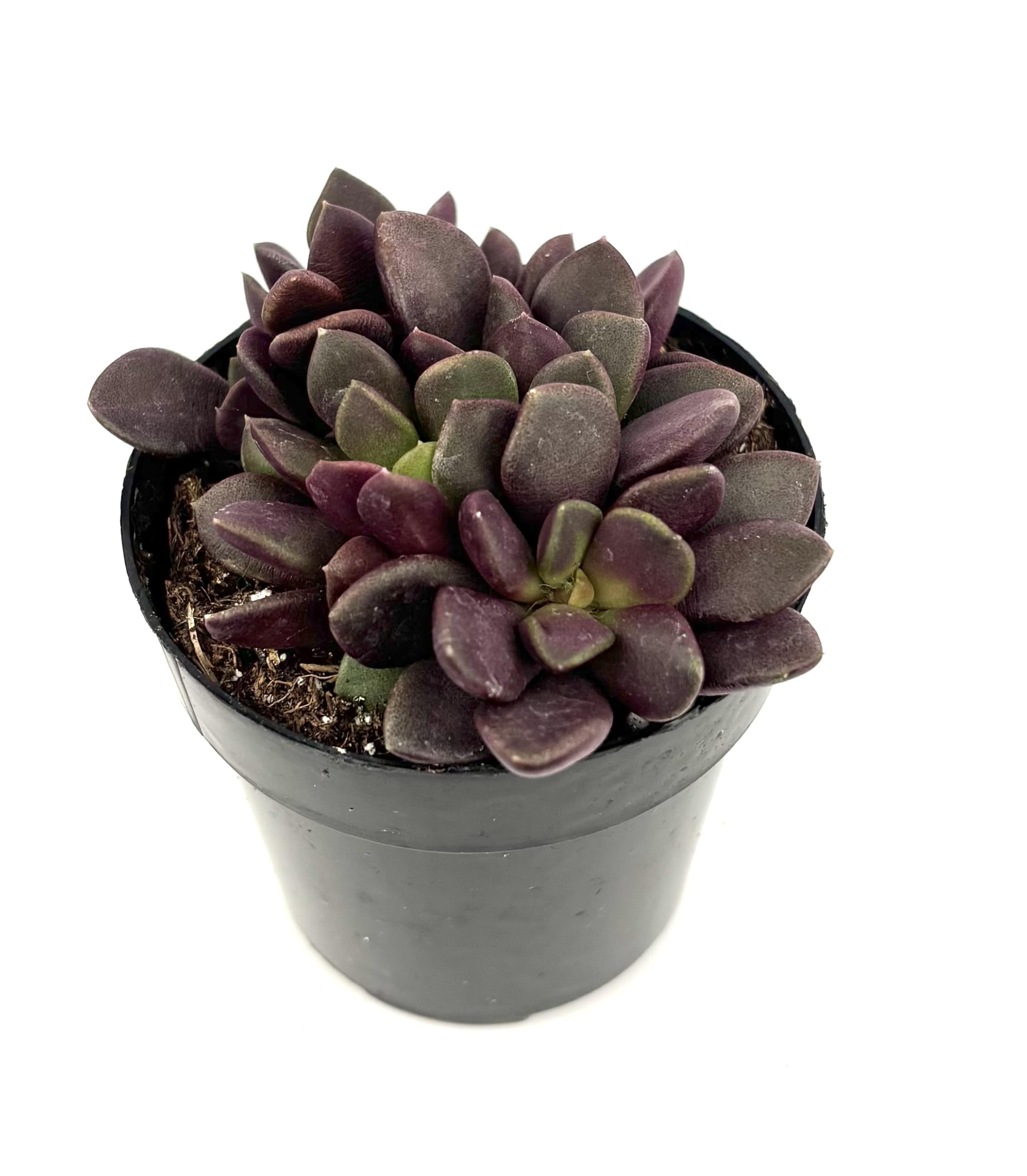 Anacampseros Purple Giant - Rare Purple Sand Rose Succulent Plant in 2.5