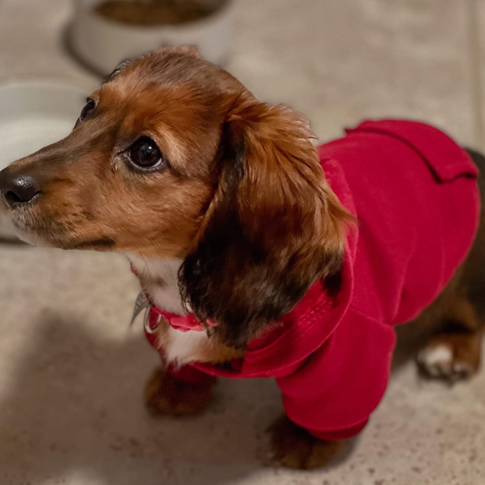 Jecikelon Winter Dog Hoodie Sweatshirt with Pockets - Warm Pet Clothes for Small Dogs & Cats - Cozy Chihuahua Coat Puppy Outfit (Large, Wine Red) - Perfect for Cold Weather Walks & Indoor Comfort
