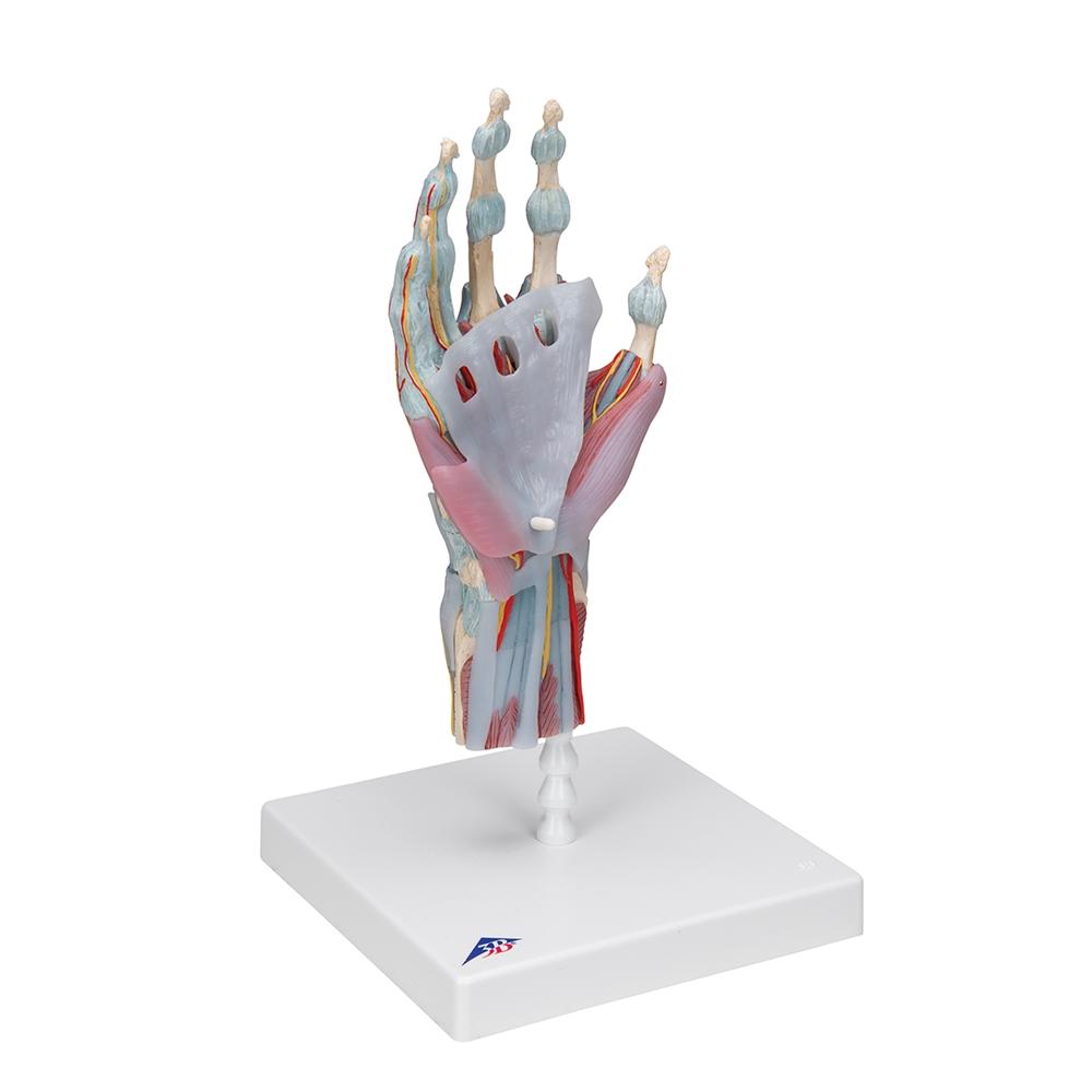 Hand Skeleton Model with Ligaments & Muscles - Anatomical Study Tool for Medical Students & Doctors | Perfect for Classroom, Lab & Medical Office Use