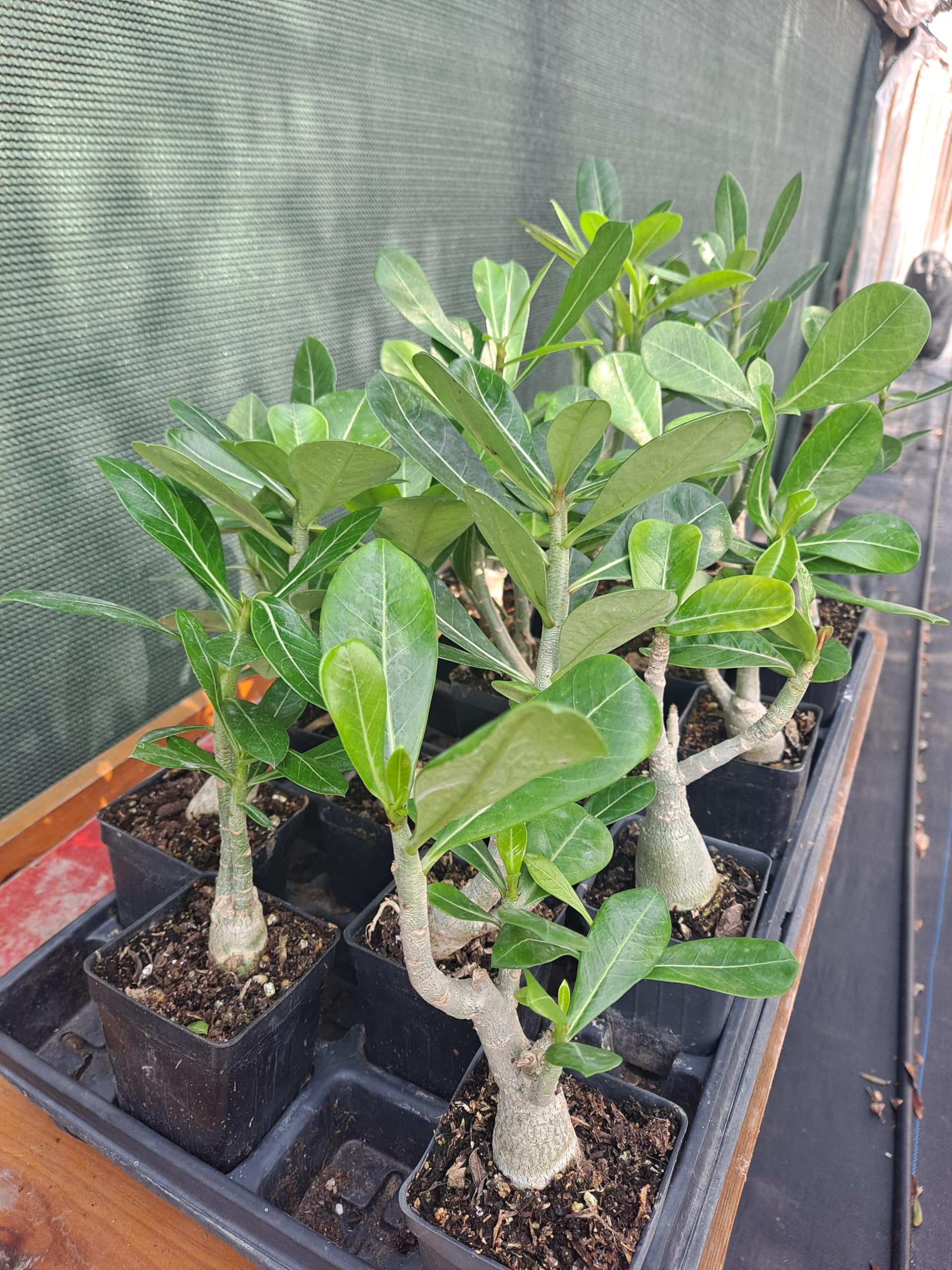 5 Pack Adenium Obesum Desert Rose Plants - 5-6 Inch Tall Live Succulent Seedlings for Home Decor, Office Desk & Garden Landscaping