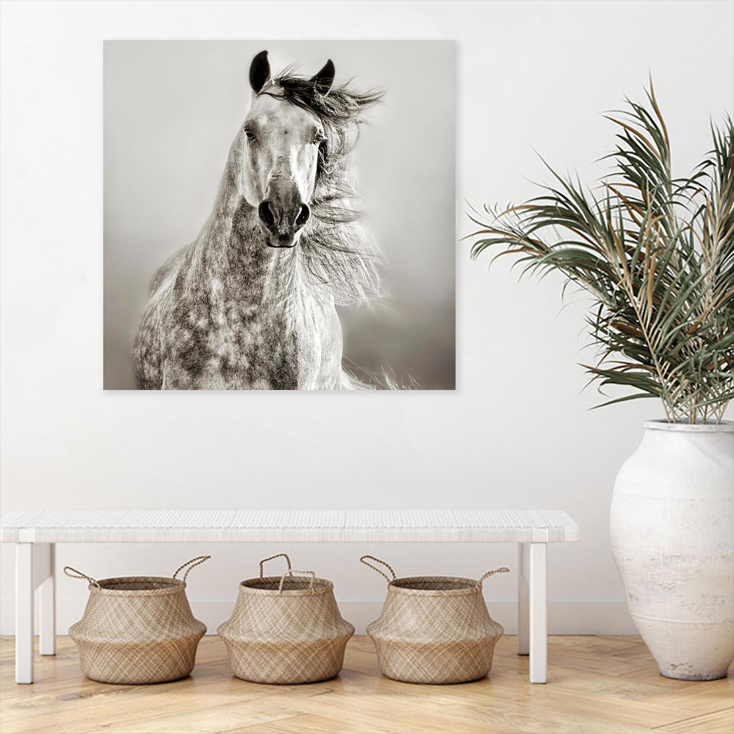 Andalusian Horse for Sale | Purebred Spanish Stallion | Dressage & Show Jumping | Perfect for Equestrian Events & Ranch Riding
