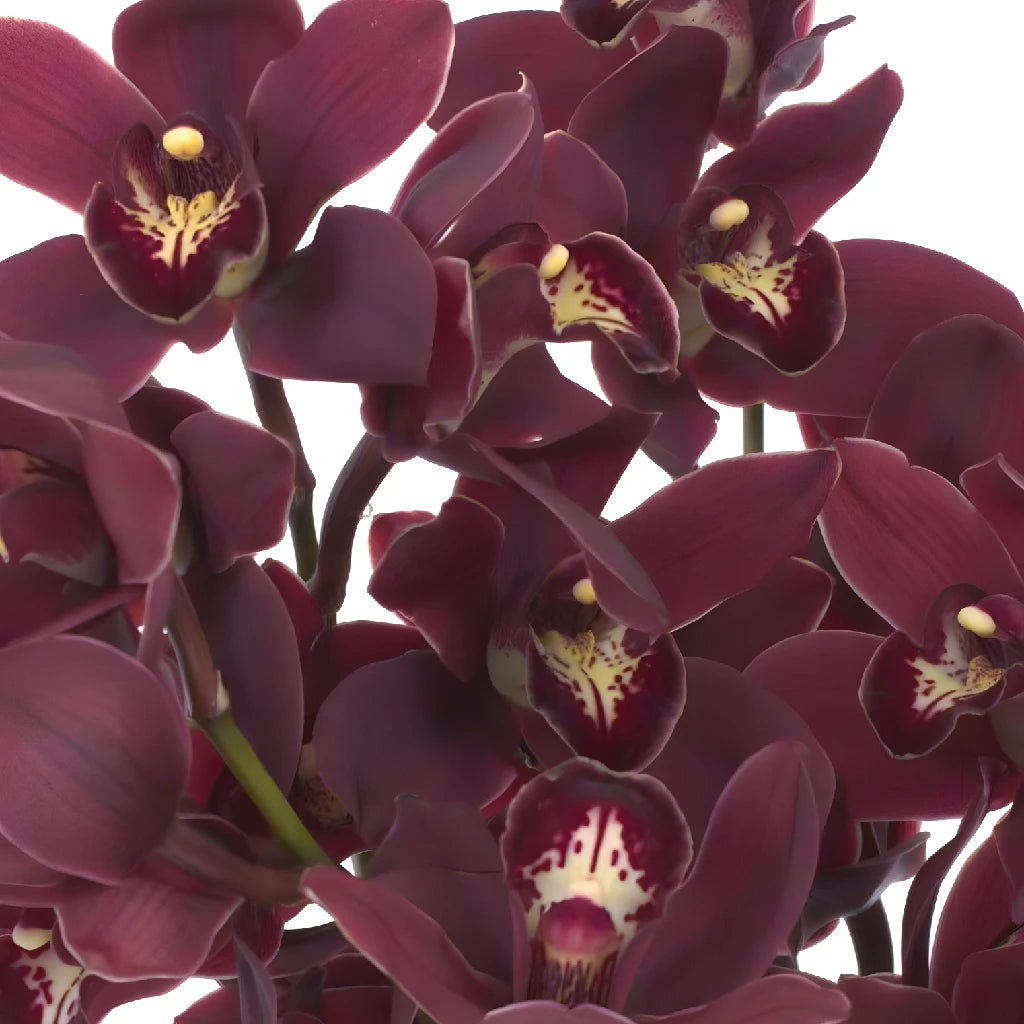 Blushing Burgundy Mini Cymbidium Orchids - Elegant Artificial Flowers for Home Decor, Wedding Centerpieces & Office Desk Arrangements