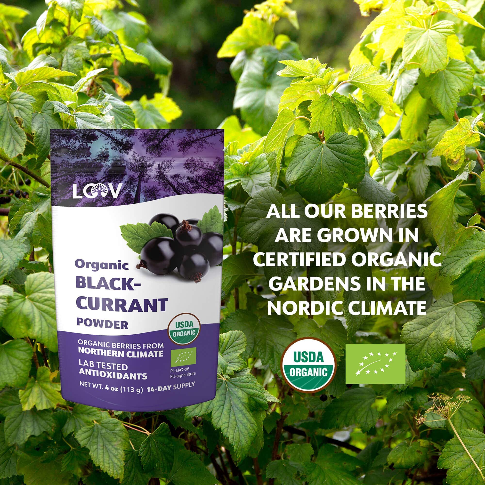 Organic Superfood Powder Bundle - LOOV Wild Blueberry, Raspberry, Blackcurrant & Cranberry Powder | Antioxidant-Rich for Smoothies, Baking & Healthy Recipes