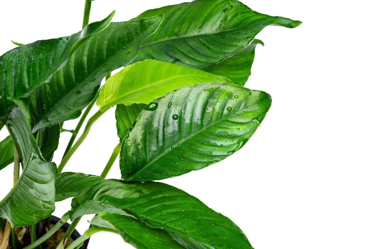 Anubias Heterophylla Live Aquatic Plant - Large Mother Plant for Freshwater Aquariums & Fish Tanks | Perfect for Aquascaping, Shrimp Tanks & Low-Light Environments